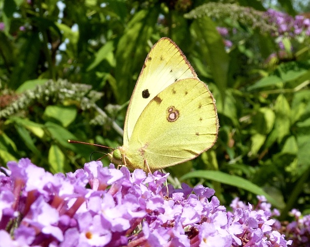 Berger's clouded yellow
